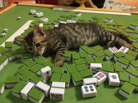 【線上麻將現金版3秒湊桌】線上麻將遊戲推薦HOYA娛樂城
